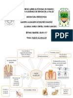 Tarea Hueso Alveolar