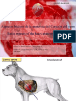 PDF Corazon de Perro DL