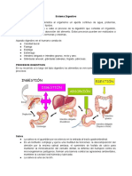 Sistema Digestivo