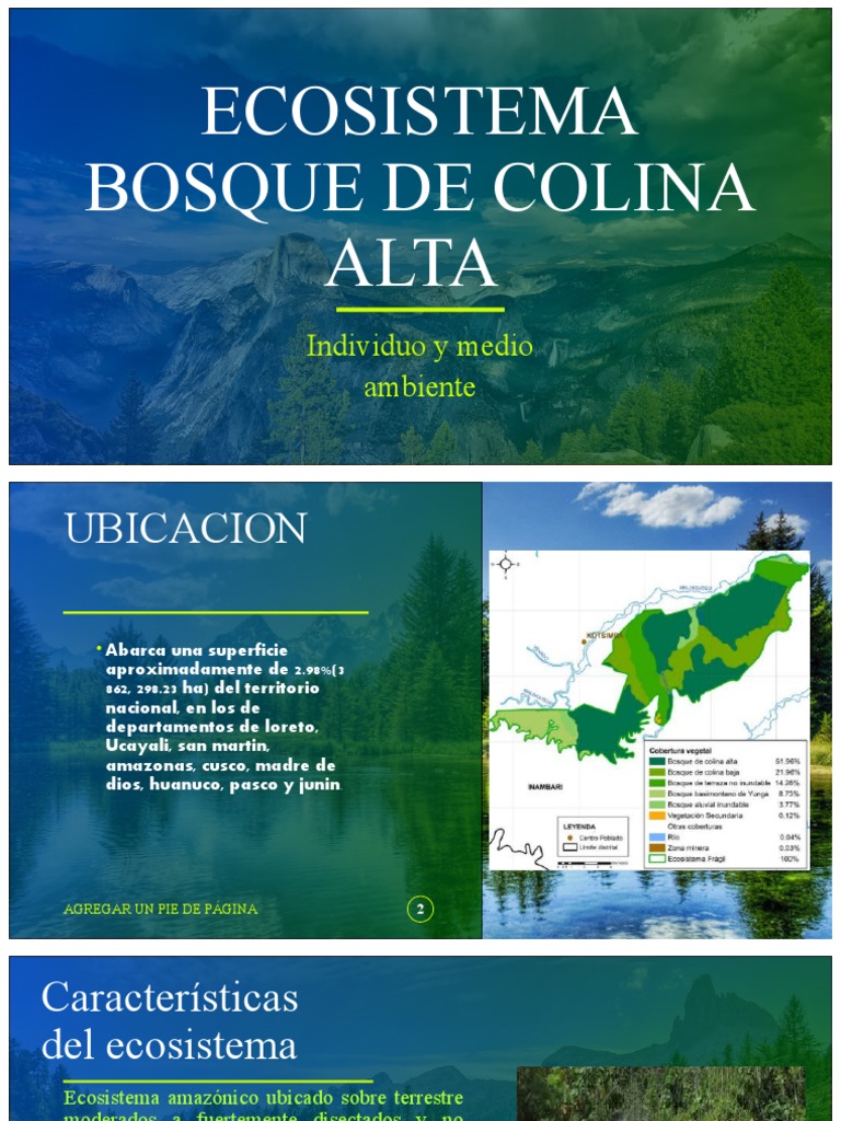 Ecosistema del Bosque de Colina Alta | PDF | Ecosistema | Los bosques