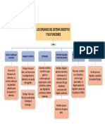 Mapa Conceptual Organo Digrstivo