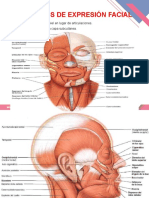 Musculos Principales Del Cuerpo Anatomia