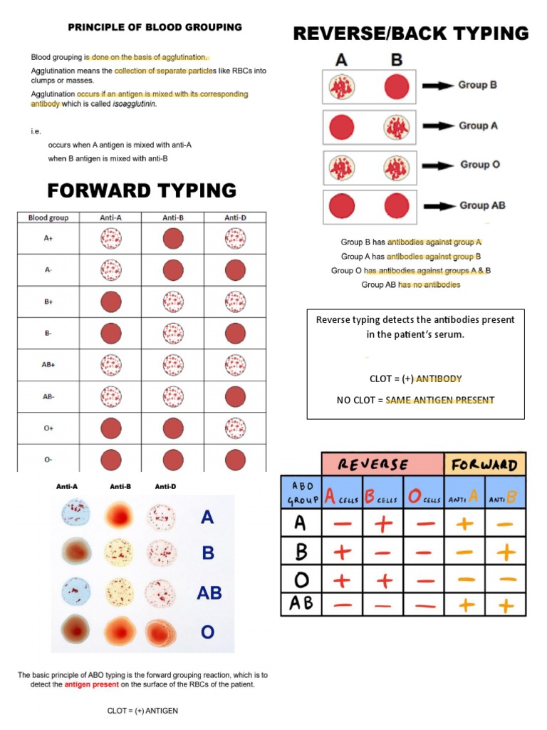Blood Typing PDF