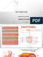 Digestion de Las Proteinas. Alimentacion Sana. 2023