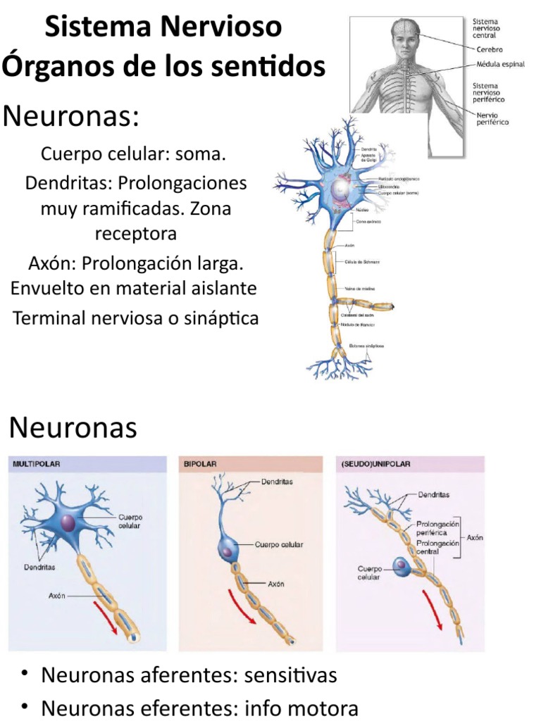 Sistema Nervioso y Sentidos | PDF | Fluido cerebroespinal | Sinapsis