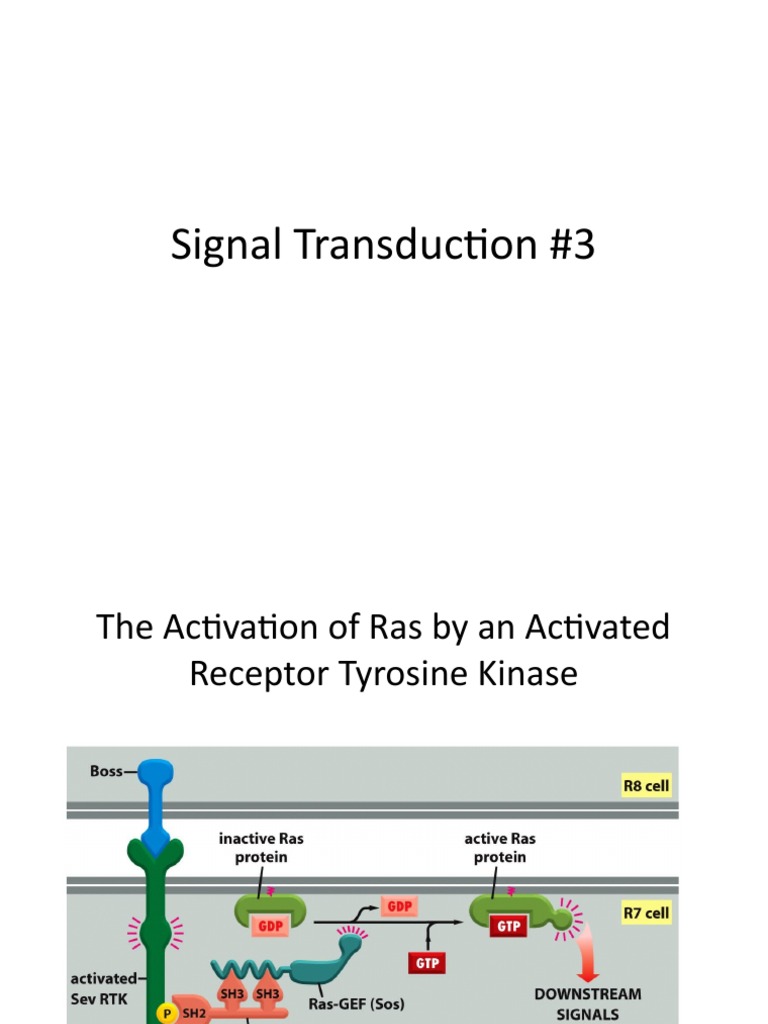 Signal Transduction lecture 3 PDF Mitogen Activated Protein Kinase
