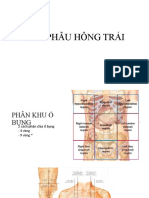 GIẢI PHẪU HÔNG TRÁI