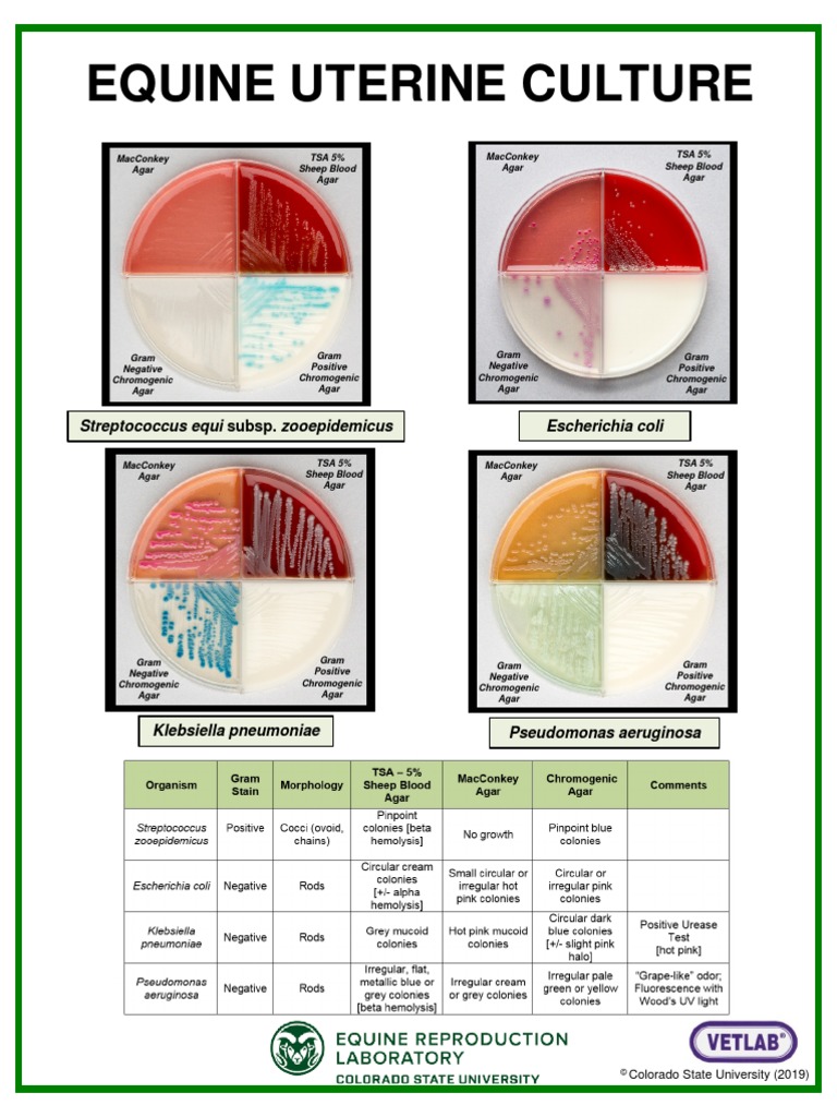 Equine Uterine Culture Poster CSU | PDF