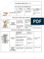 Musculos Do Pesco+Ço