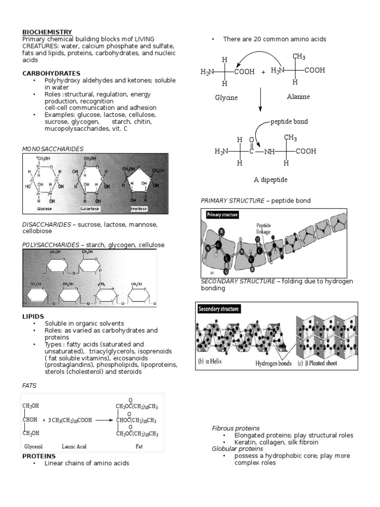 Essential Biochemistry Concepts Explained | PDF | Nucleic Acid Sequence ...