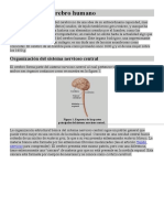 Anatomía Del Cerebro Humano Pagina de Internet