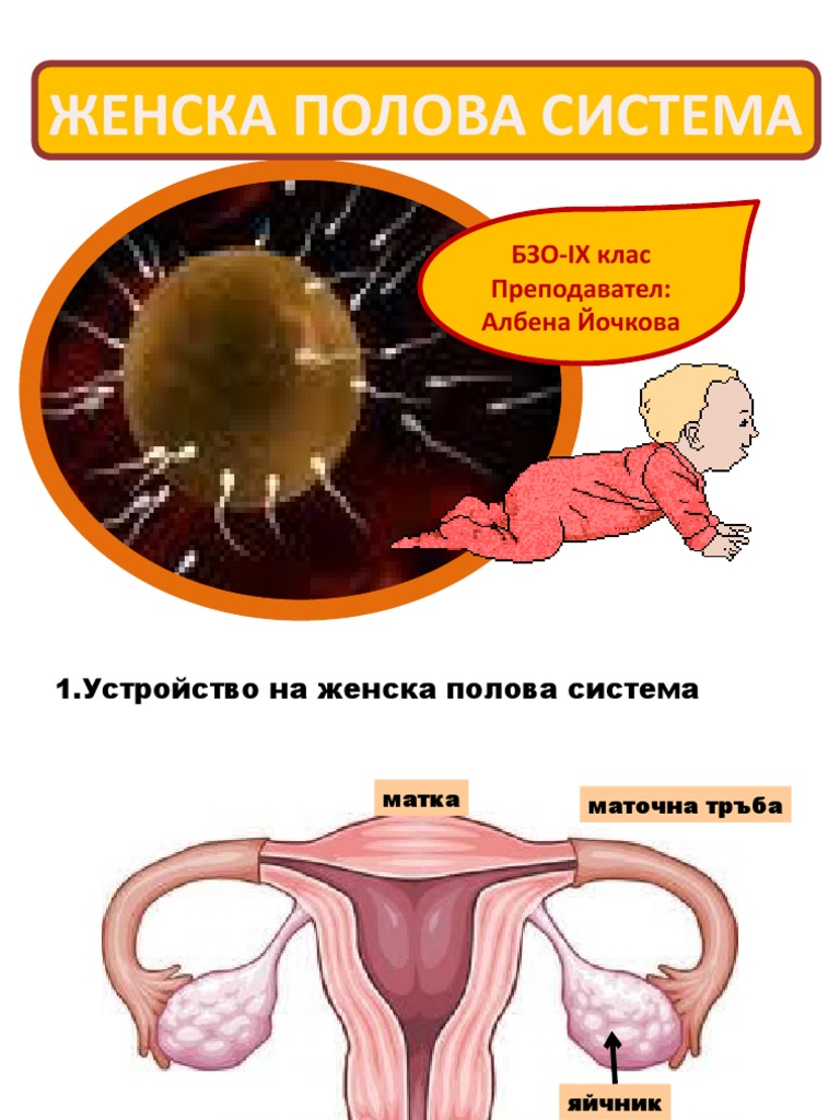 Zhenska_polova_sistema | PDF
