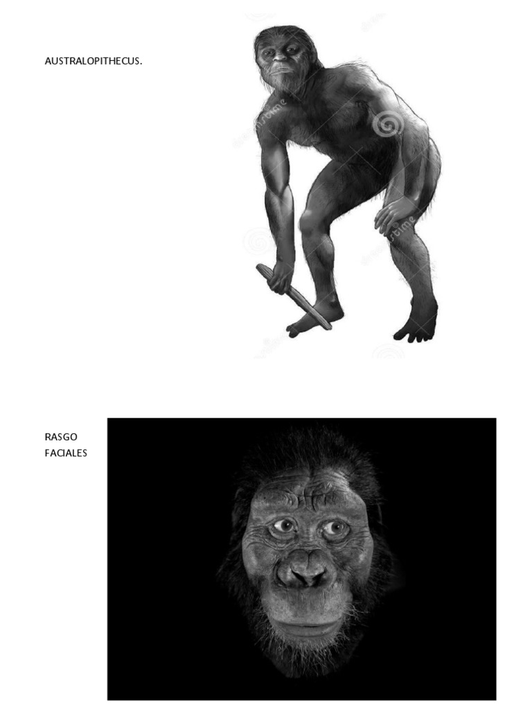 Australopithecus | PDF