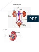 2.9 Sistem Urinari