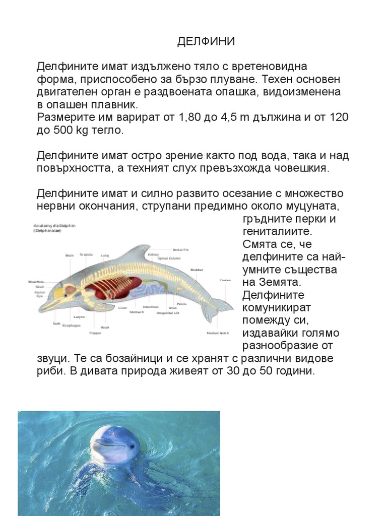 ДЕЛФИНИ | PDF