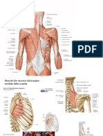 Muscoli Arto Superiore