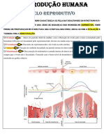 Reprodução Humana - Ciclo Reprodutivo