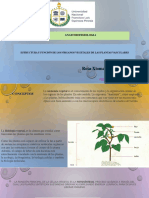 Estructura y Funcion de Los Organos Vasculares