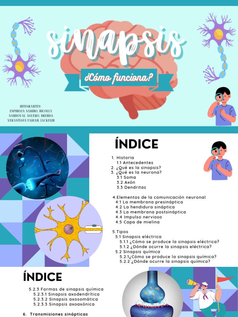 Función y Tipos de Sinapsis Neuronal | PDF | Sinapsis | Neurona