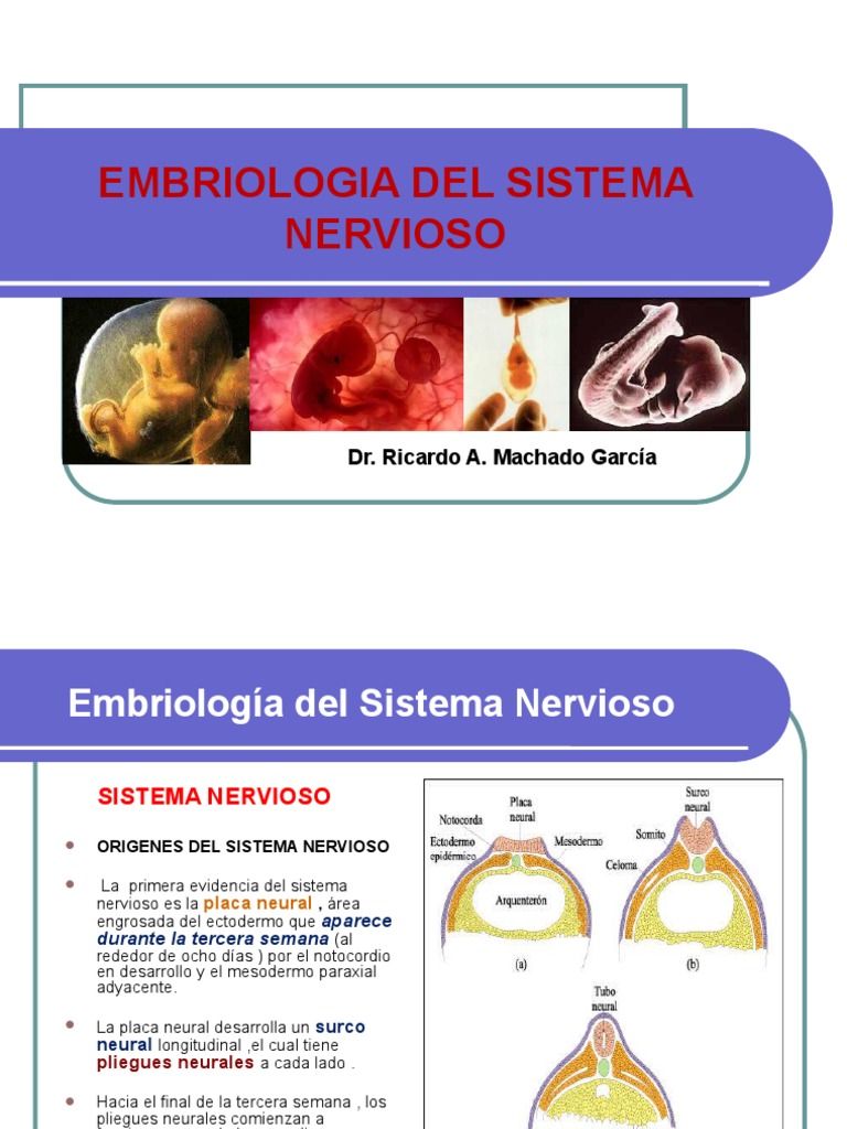 Embriologia Del Sistema Nervioso 1 Pdf Médula Espinal Sistema