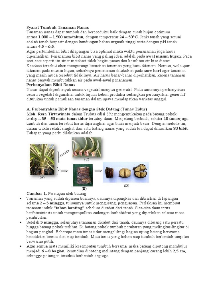 Syarat Tumbuh Tanaman Nanas | PDF