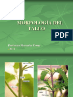 Morfología-Tallox X MFP