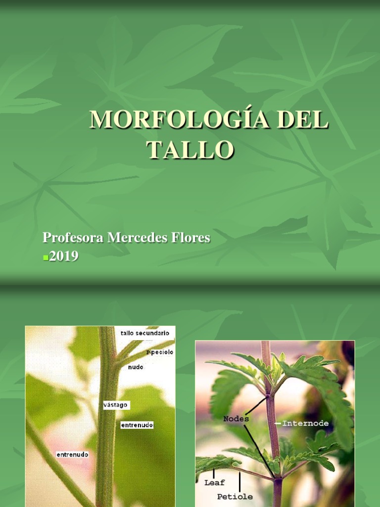 Morfología-Tallox X MFP | PDF | Tallo de la planta | Plantas