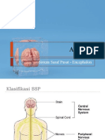 Anatomi SSP Encephalon