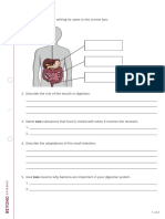 Digestion Worksheet