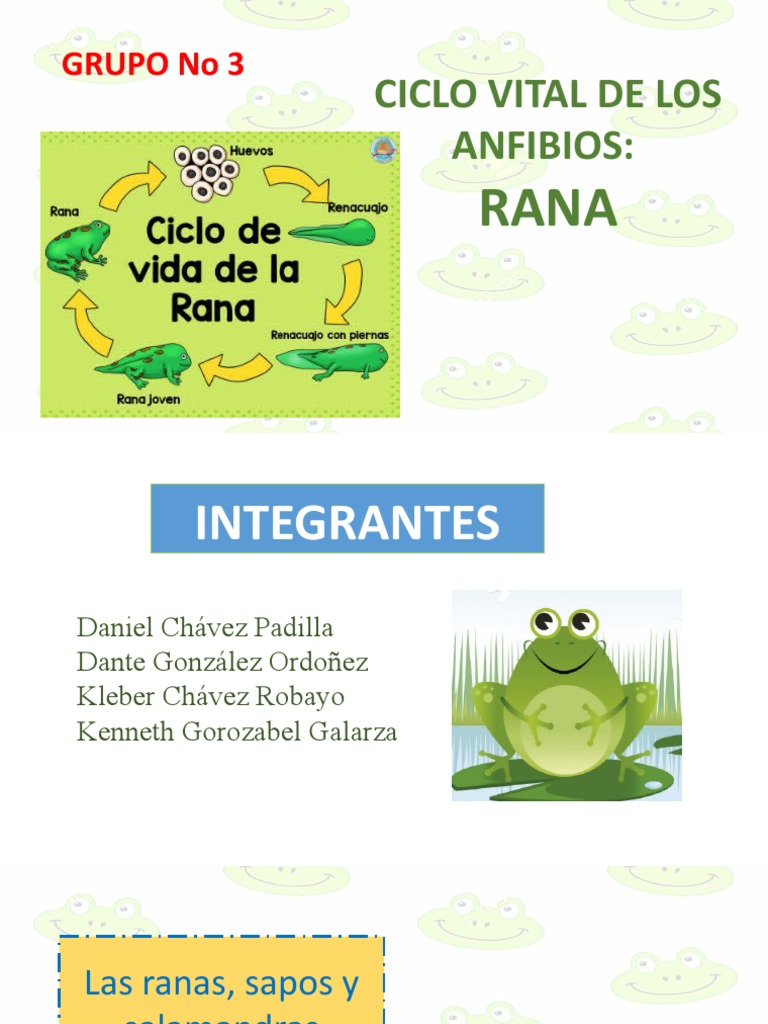 diagrama que muestra el ciclo de vida de la rana 1928987 Vector en Vecteezy, image size:768x1024