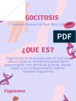 Fagocitosis Diapositiva
