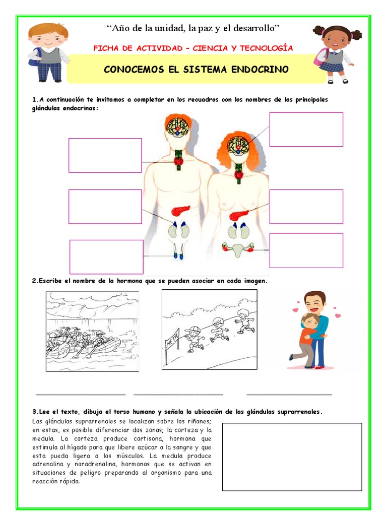 Ficha-Juev-Cyt - Conocemos El Sistema Endocrino | PDF | Glándula ...
