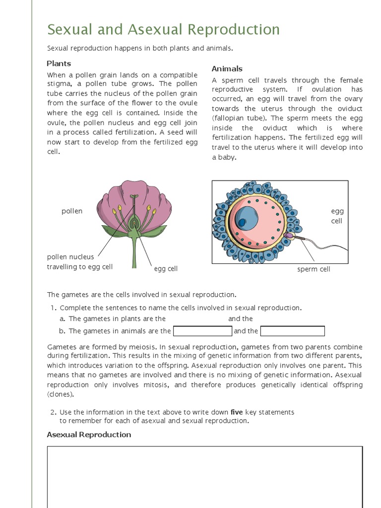 Sexual and Asexual Reproduction PDF Sexual Reproduction Fertilisation