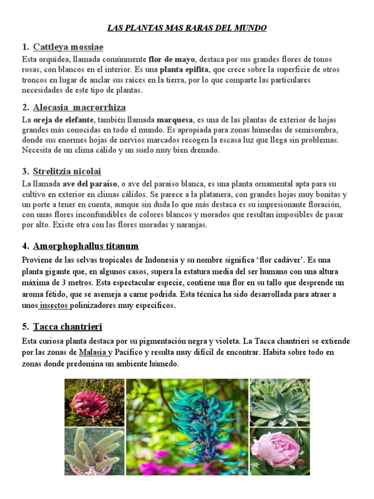 LAS PLANTAS MAS RARAS DEL MUNDO | PDF