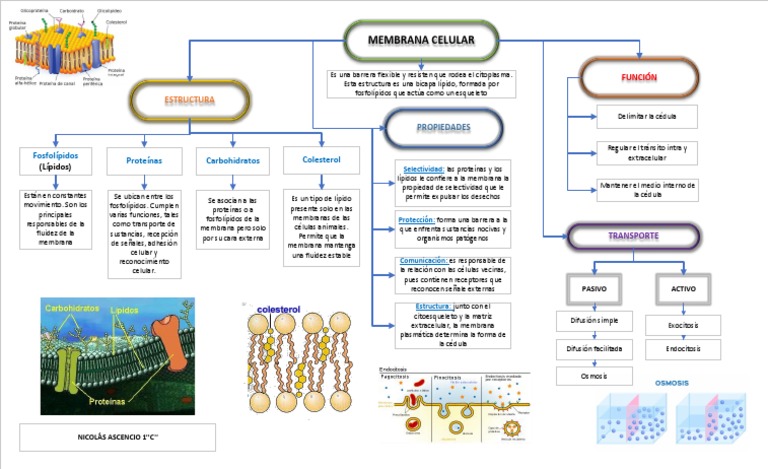 Estructura y Funciones de la Membrana Celular | PDF | Membrana celular ...