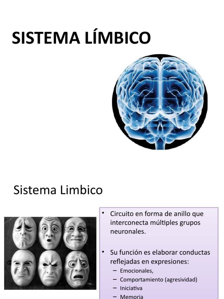 Funciones y Estructuras del Sistema Límbico | PDF | Cerebro | Sistema ...