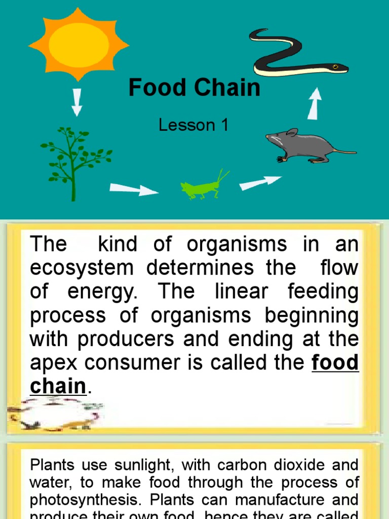 food-chain-web-pdf