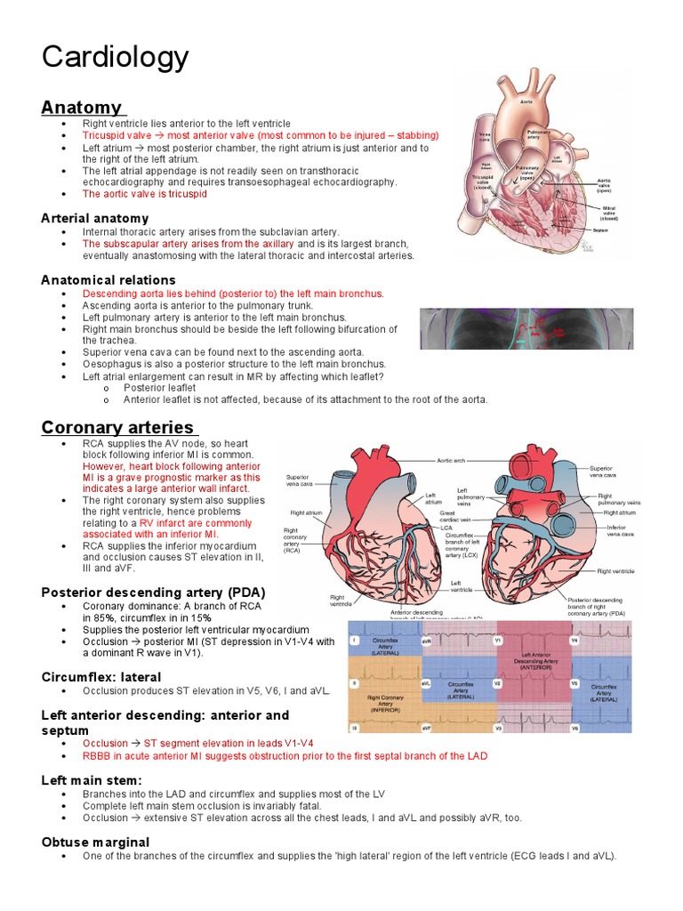 Cardiac Anatomy and Physiology Insights | PDF | Heart | Heart Valve