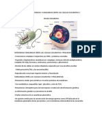 Bmc-Diferencias y Semejansas