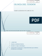 Histologia Tendon