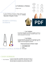 Convexidades Dentales Vestibular y Palatino