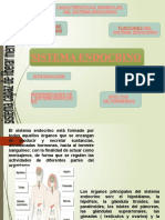 Sistema Endocrino