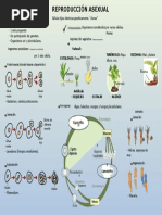 organizador-visual-de-la-reproducci-n-de-las-plantas-pdf