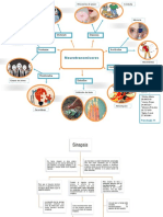 Neurociencias T1 Mapas