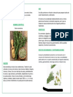 Planta Medicinal Romero Infografia