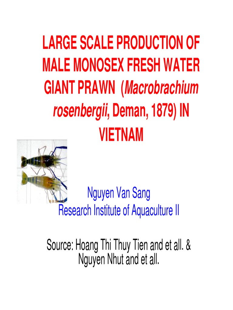 Large Scale Production of Male Monosex Freshwater Prawn in Vietnam | PDF