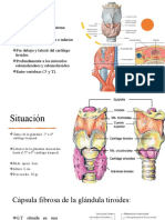 Anatomia 1 Tiroides