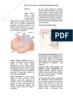 Controle Cortical e Do Tronco Cerebral e Função Motora