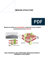 Membrane