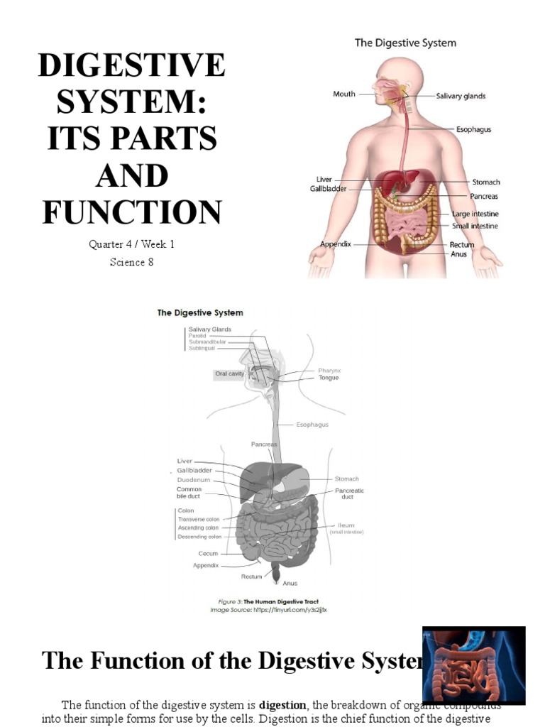 Digestive System Draft | PDF | Small Intestine | Digestion